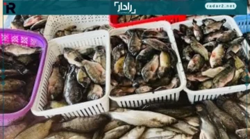 أسعار البلطي والأسماك في كفر الشيخ أمس الأربعاء 17 ديسمبر 2025